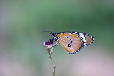 Düz Kaplan (Danaus chrysippus) kelebeği ilkbaharda çiçekleri ziyaret eder