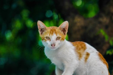  Sarı gözlü ve bıyıklı sevimli kedi portresi kameraya bakıyor.