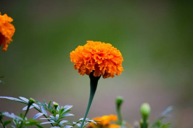  Tagetes, Asteraceae familyasından yıllık veya uzun ömürlü bir bitki cinsidir. İngilizcede kadife çiçeği olarak bilinen çeşitli bitki grupları arasındadırlar..