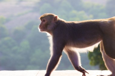 Annesinin kollarında bebek Rhesus Macaque Maymunu 'nun portresi. Çok tatlı ve sevimli.