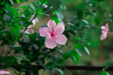  Hibiscus, Malvaceae familyasından bir bitki cinsidir. Dünya çapında ılıman, subtropikal ve tropikal bölgelere özgü birkaç yüz türden oluşan cins oldukça büyüktür.