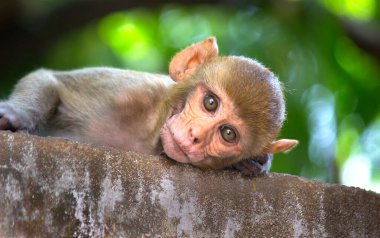 Vahşi hayatta tropikal ormandaki ağacın altında oturan maymun portresi. Doğadaki maymun. Rhesus macaque maymunu. Maymunların yakın plan portresi. Maymun Hindistan 'ın doğal ormanlarında yaşar. Komik maymun neşeli bir şekilde kameraya bakıyor..