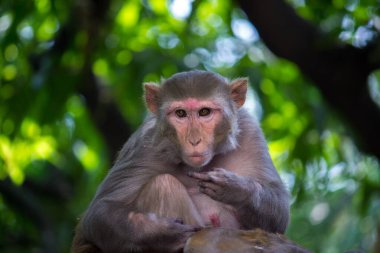 Rhesus makakları tanıdık kahverengi primatlardır veya kırmızı yüzlü ve arkası olan maymunlar orta parmağını gösteren Macaca ya da Mullata olarak da bilinir.