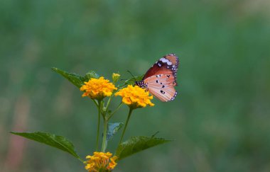  Düz Kaplan (Danaus chrysippus) kelebeğin halka açık bir parkta çiçekleri ziyaret etmesi ve Hindistan 'da ilkbaharda kendini beslemesi..