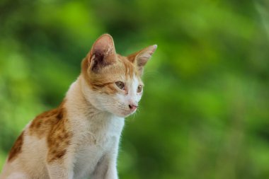 Sarı gözlü ve bıyıklı sevimli kedi portresi, hoş yumuşak, tüylü, düz kulaklı uzun saçlı kedi. Uzayı kopyala, kapat, arkaplan. Tapılası evcil hayvan konsepti.