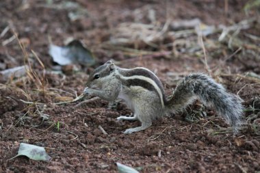 Sincaplar Sciuridae familyasının küçük ya da orta büyüklükteki kemirgenleri içeren üyeleridir. Diğer kemirgenler arasında ağaç sincapları, yer sincapları, sincaplar, dağ sıçanları, uçan sincaplar ve çayır köpekleri var.