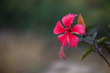  Malvaceae familyasından Hibiscus çiçeği. Hibiscus rosa-sinensis, Hindistan 'da bahar aylarında çiçek açan ayakkabı çiçeği olarak bilinir..