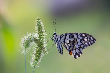 Papilio demoleus yaygın ve yaygın bir kırlangıç kelebeğidir. Kelebek ayrıca limon kelebeği, limon kelebeği, limon kırlangıcı ve kareli kırlangıç olarak da bilinir. Bu yaygın isimler ev sahibi bitkilere gönderme yapar,