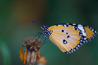 Düz Kaplan (Danaus chrysippus) kelebeğin halka açık bir parkta çiçekleri ziyaret etmesi ve Hindistan 'da ilkbaharda kendini beslemesi..