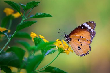 Düz Kaplan (Danaus chrysippus) kelebeğin halka açık bir parkta çiçekleri ziyaret etmesi ve Hindistan 'da ilkbaharda kendini beslemesi..