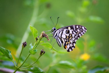 Papilio demoleus yaygın ve yaygın bir kırlangıç kelebeğidir. Kelebek ayrıca limon kelebeği, limon kelebeği, limon kırlangıcı ve kareli kırlangıç olarak da bilinir. Bu yaygın isimler ev sahibi bitkilere gönderme yapar,