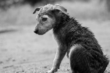 Hindistan 'da halk bahçesinde bir sokak köpeği.