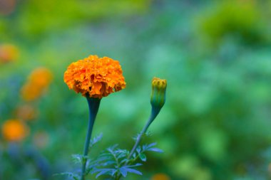 Bahçedeki diğer çiçekler arasında sarı ve turuncu kadife çiçekleri (tagetes) çiçek açarlar.
