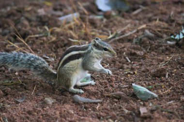Yerdeki sincap ya da kemirgen sincabı ya da sincap olarak da bilinir.