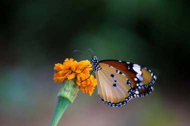 Düz Kaplan Danaus Krisippus Kelebeği 'nin doğasında yeşil arka planda dinleniyor.