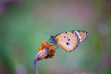 Düz Kaplan Danaus Krisippus Kelebeği 'nin doğasında yeşil arka planda dinleniyor.