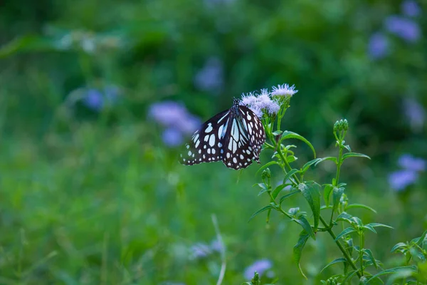 Papillon Asclépiade Points Bleus Danainae Papillon Asclépiade Reposant Sur Les — Photo