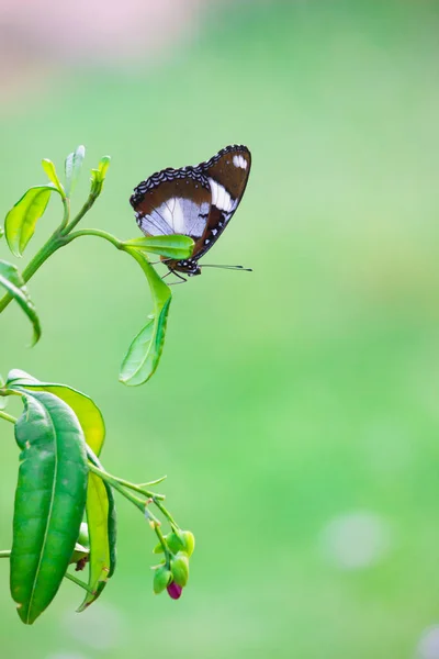 Hypolimnas Bolina Great Eggfly Common Eggfly India Blue Moon Butterfly — стокове фото