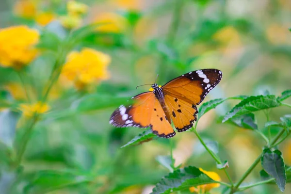 Schmetterling Danaus Chrysippus Besucht Frühling Blumen Der Natur — Stockfoto
