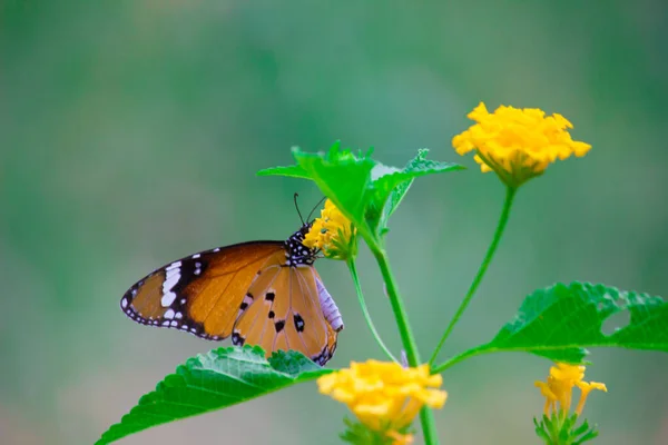 Schmetterling Danaus Chrysippus Besucht Frühling Blumen Der Natur — Stockfoto