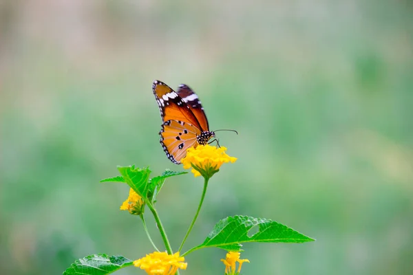 Яскравий Тигр Danaus Chrysippus Метелик Який Весною Відвідує Квіти Природи — стокове фото