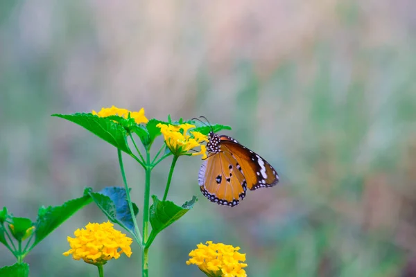 Schmetterling Danaus Chrysippus Besucht Frühling Blumen Der Natur — Stockfoto