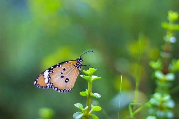 Tigre Liso Danaus Crisálipo Borboleta Visitando Flores Natureza Durante Primavera — Fotografia de Stock