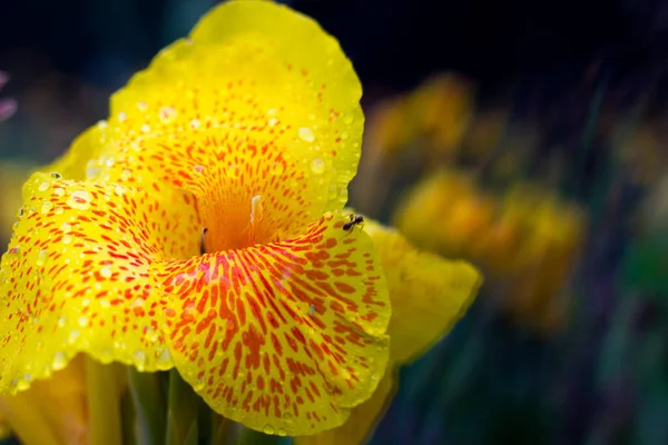 Canna Indica Una Especie Planta Perteneciente Familia Cannaceae Orden Los —  Fotos de Stock