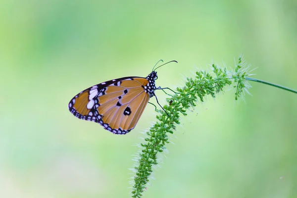 Papillon Tigre Des Prairies Danaus Chrysippus Visitant Les Fleurs Dans — Photo