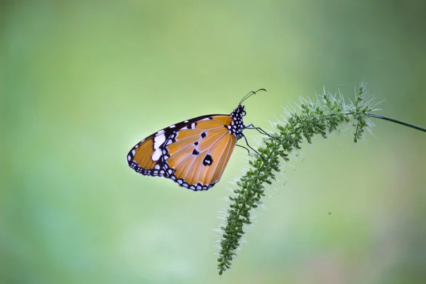 Tigre Liso Danaus Crisálipo Borboleta Visitando Flores Natureza Durante Primavera — Fotografia de Stock