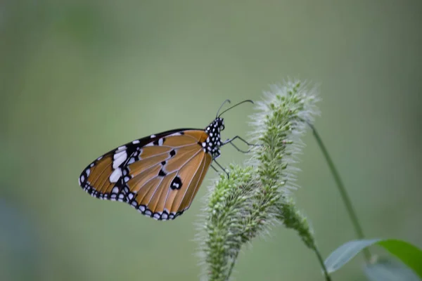 Tigre Liso Danaus Crisálipo Borboleta Visitando Flores Natureza Durante Primavera — Fotografia de Stock