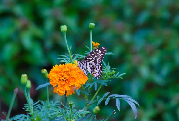 Papilio Demoleus Common Widespread Swallowtail Butterfly Butterfly Also Known Lime — Stock Photo, Image