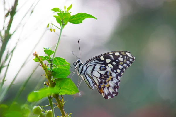 리오데몰 레우스 Papilio Demoleus 흔하고 분포된 호랑나비이다 나비는 호랑나비로 도알려져 — 스톡 사진