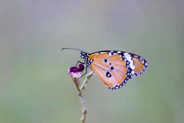 Tygrys Zwyczajny Danaus Chrysippus Motyl Odwiedzający Kwiaty Przyrodzie Wiosną — Zdjęcie stockowe