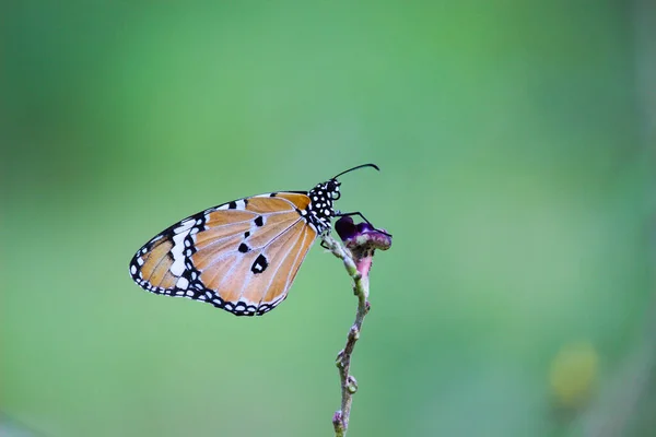 Papillon Tigre Des Prairies Danaus Chrysippus Visitant Les Fleurs Dans — Photo