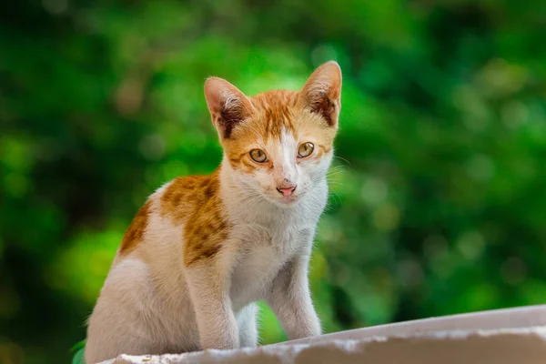Πορτρέτο Του Χαριτωμένο Αναζητούν Cat Κίτρινα Μάτια Και Μουστάκια Κοιτάζοντας — Φωτογραφία Αρχείου