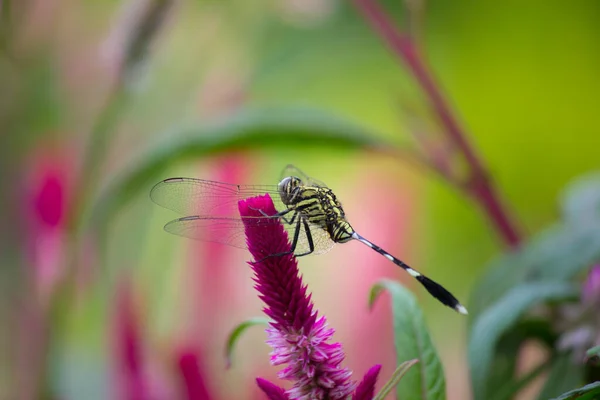 Dragonfly Resting Celosia Cock Comb Flower Ins Soft Blurry Background — Stock Photo, Image