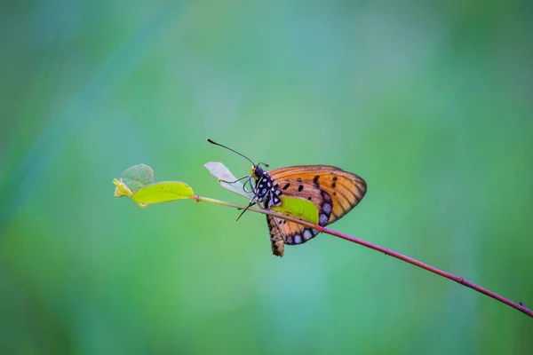 Danaus Chrysippus Известный Обычный Тигр Африканская Королева Африканский Монарх Является — стоковое фото