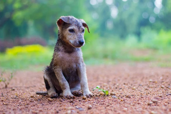 Cão Bonito Filhote Cachorro Está Sentado Frontal Olhando Para Uma — Fotografia de Stock