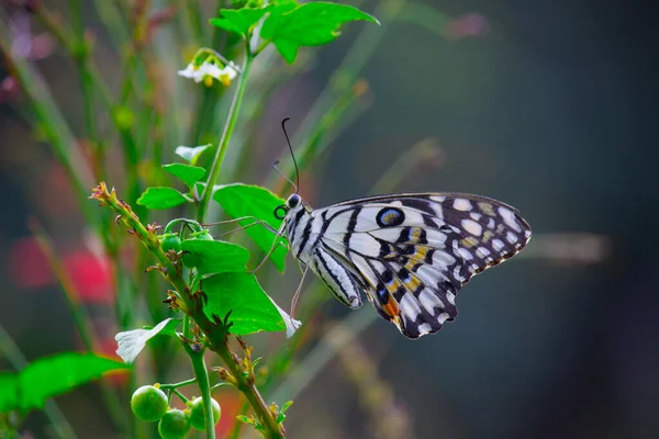 Papilio Demoleus Common Widespread Swallowtail Butterfly Butterfly Also Known Lime — Stock Photo, Image