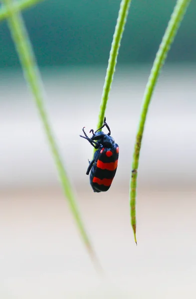 Blister Beetle Perching Small Tree Branch Mylabris Quadripunctata — Stock Photo, Image