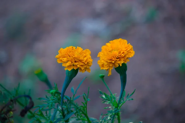 Tagetes Género Botânico Pertencente Família Asteraceae Eles Estão Entre Vários — Fotografia de Stock