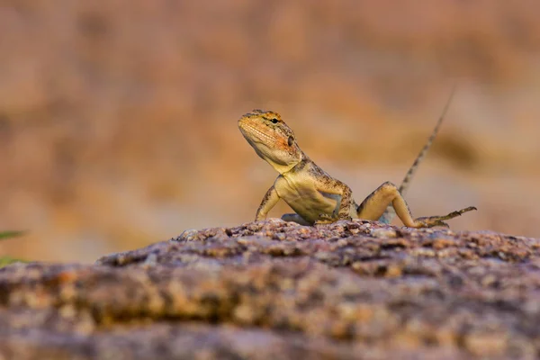 Vanlig Agama Rödhårig Stenagama Agama Agama Kamouflerad Hyderabad Indien — Stockfoto