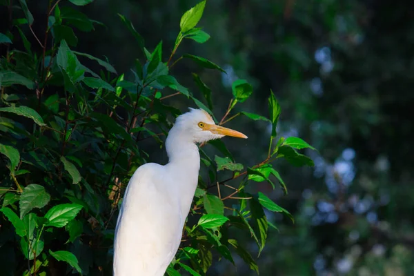 Bubulcus Ibis Heron Κοινώς Γνωστό Egret Βοοειδών Δει Μεταξύ Των — Φωτογραφία Αρχείου