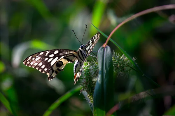 Papilio Demoleus Поширеним Поширеним Ластівковим Метеликом Метелик Також Називають Лимонним — стокове фото