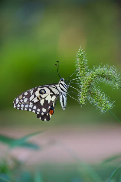 Papilio Demoleus Uma Borboleta Rabo Andorinha Comum Generalizada Borboleta Também — Fotografia de Stock