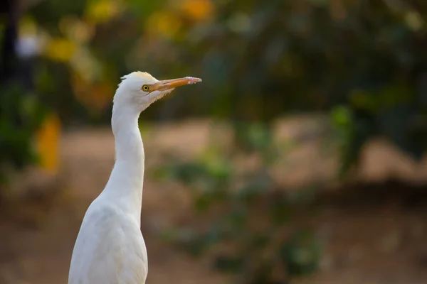 Szarvasmarha Egret Vagy Ismert Mint Bubulcus Ibis Álló Határozottan Közel — Stock Fotó