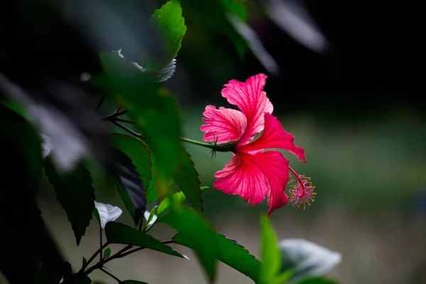 Hibiscus Género Plantas Con Flores Perteneciente Familia Malvaceae Género Bastante — Foto de Stock