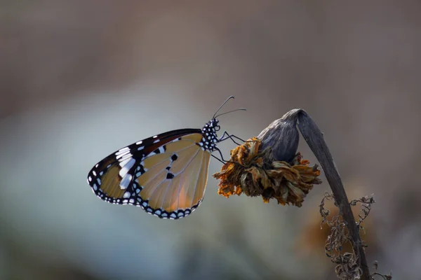 자연계의 공원을 방문하여 인도의 봄철에 먹이를 호랑이 Danaus Chrysippus 나비의 — 스톡 사진