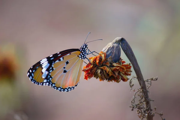 Gros Plan Papillon Tigre Des Prairies Danaus Chrysippus Visitant Fleur — Photo